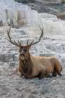 A majestic bull elk takes rest on the blanket of mineral deposits at Mammoth Hot Springs. Art Print